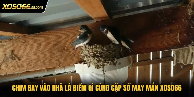 Chim bay vào nhà là điềm gì cùng cặp số may mắn Xoso66 